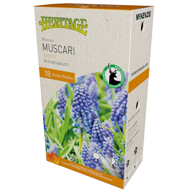 Muscari, McKenzie, Armeniacum Heritage, 6 Cm, 18 Bulbes 3 Muscari, McKenzie, Armeniacum Heritage, 6 Cm, 18 Bulbes