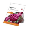Bulbes De Tulipe Dream Touch De MCKENZIE 20 Po, Paquet De 20
