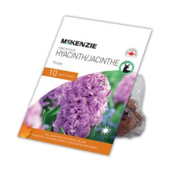 Bulbes De Jacinthe MCKENZIE Pourpre 10 Po, Paquet De 10