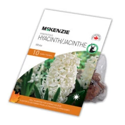 Bulbes De Jacinthe MCKENZIE Blanche 10 Po, Paquet De 10