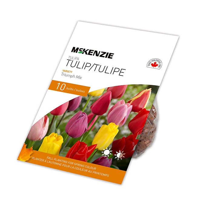 Bulbes De Tulipe Couleur Assortie Triumph MCKENZIE 20 Po, Paquet De 10 3 Bulbes De Tulipe Couleur Assortie Triumph MCKENZIE 20 Po, Paquet De 10