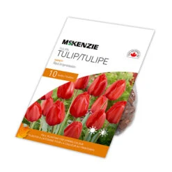 Bulbes De Tulipe Rouge Impression De MCKENZIE 20 Po, Paquet De 10