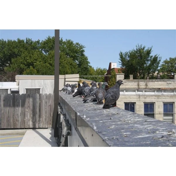 Piques Anti-oiseaux En Acier Inoxydable De Bird-X, 10 Pi 7 Piques Anti-oiseaux En Acier Inoxydable De Bird-X, 10 Pi – Image 5