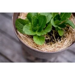 Paillis De Qualité Supérieure De 14 L Par HealthiStraw -Outsunnies Boutique 331067706 AlternateImage4 l