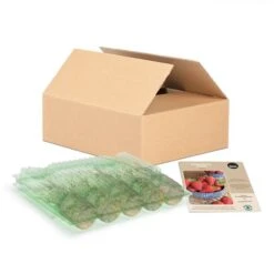 Plants De Fraises Albion Tasc, Paquet De 5 Pastilles