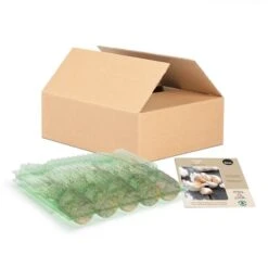 Plants D'ail Allium Sativum Tasc, Paquet De 5 Pastilles